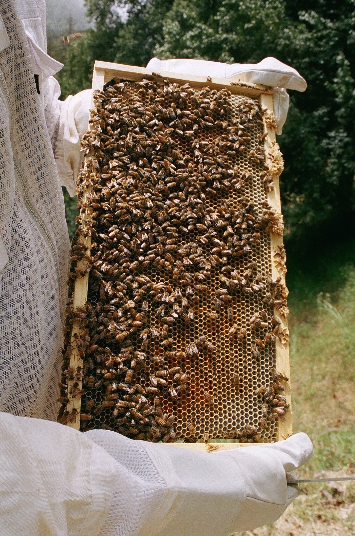 Fall Harvest: Big Sur Honey