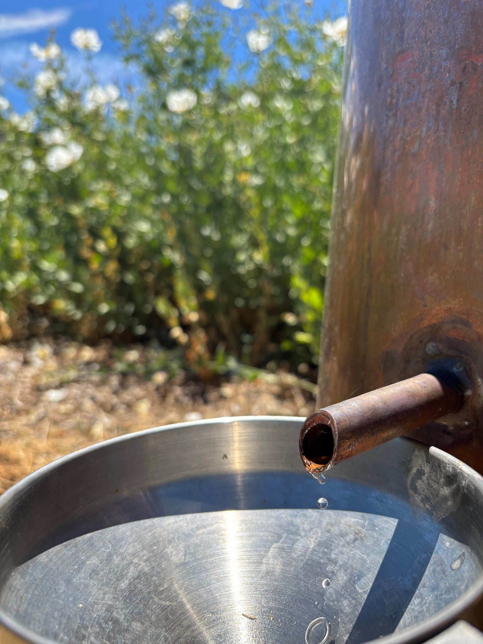 Lavender Distillation Workshop