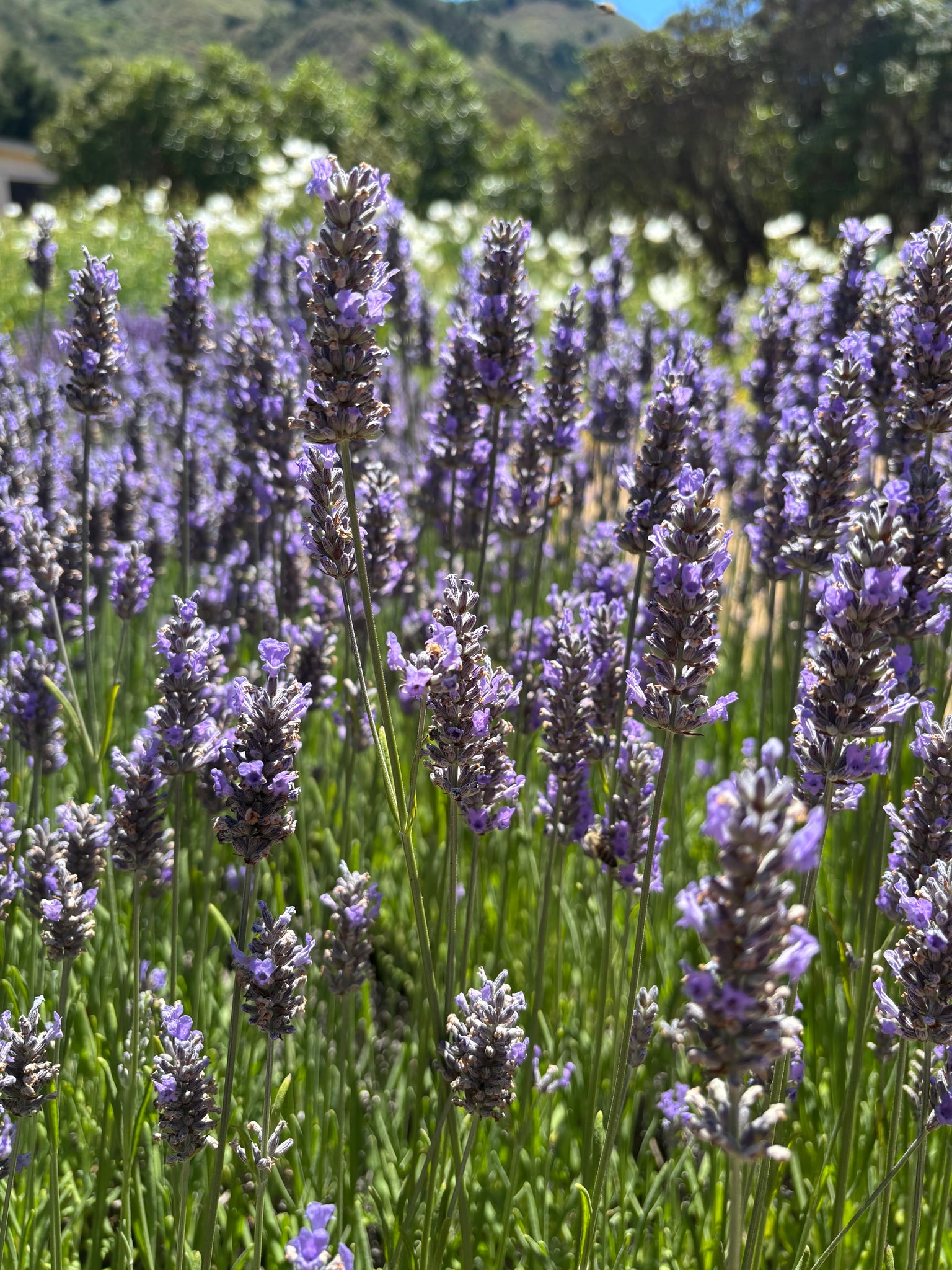 Lavender Distillation Workshop