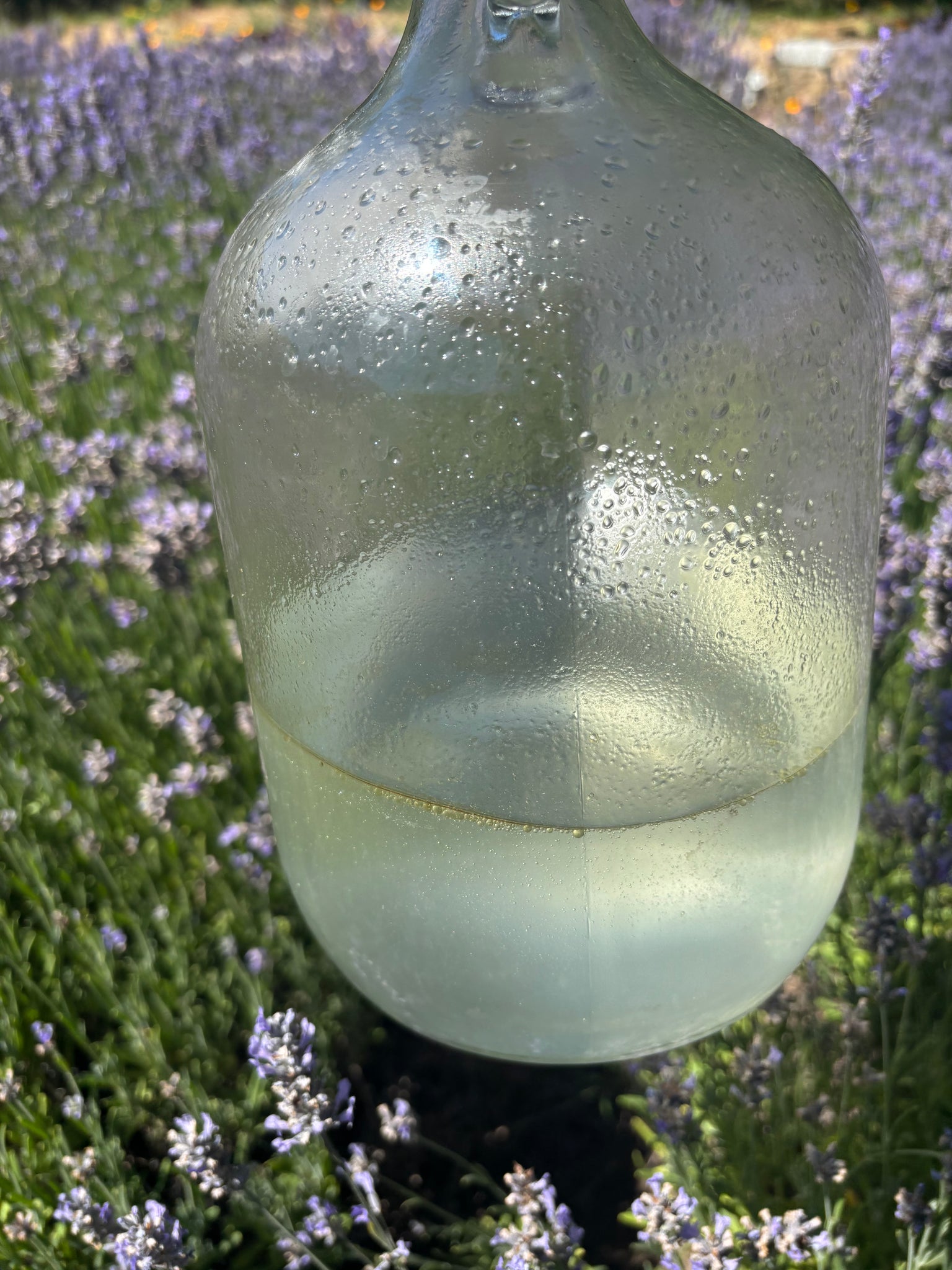 Lavender Distillation Workshop
